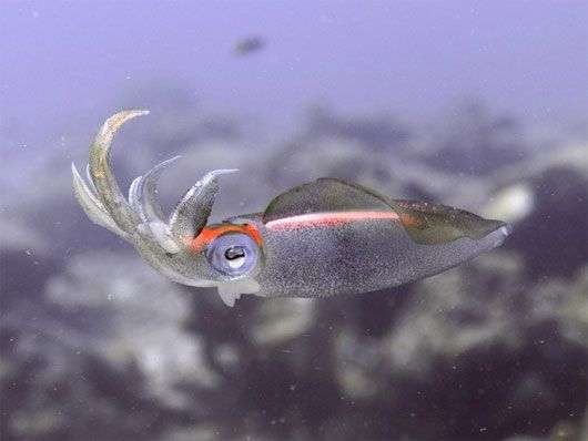 Mắt người và mắt mực có quá trình tiến hóa giống nhau