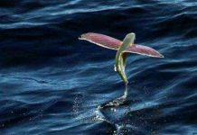 Vì sao cá chuồn biết bay Vì sao cá chuồn biết bay