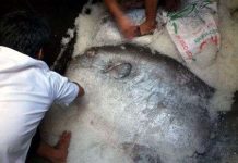 Bắt được cá Mặt trăng “khủng” nặng hơn 1,2 tạ