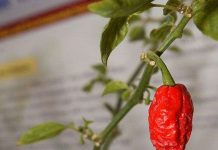 Chống bạo loạn bằng ớt cay nhất thế giới