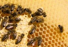 Khủng hoảng thụ phấn: chuyện hoang đường?