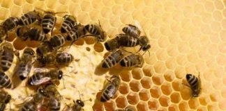 Khủng hoảng thụ phấn: chuyện hoang đường?