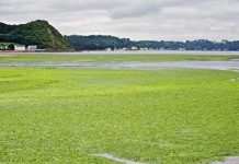 "Chạy đua" biến tảo thành nhiên liệu ôtô