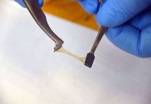 Nhựa sinh học tự chữa lành bằng nước, cắt lìa vẫn nối lại được như cũ Nhựa sinh học tự chữa lành bằng nước, cắt lìa vẫn nối lại được như cũ