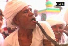 Lão nông cho rắn hổ mang cắn lưỡi chỉ để cho phê