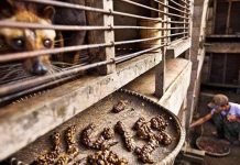 Bi kịch phía sau món cà phê đắt nhất hành tinh