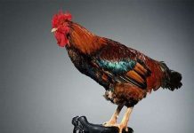 Truy tìm nguồn gốc gà trống Gô loa, biểu tượng của nước Pháp