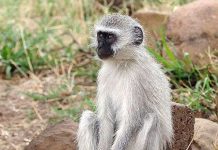 Iran sẽ hoãn vô thời hạn dự án đưa khỉ lên vũ trụ