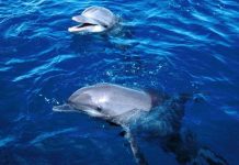 Loài cá heo huýt sáo để lưu nhớ đặc điểm đồng loại