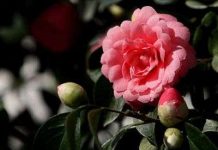 Cây trà nở bông sau 200 năm