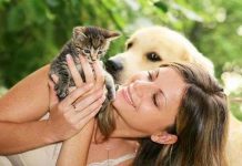 Người nuôi mèo thông minh hơn nuôi chó?