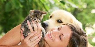 Người nuôi mèo thông minh hơn nuôi chó?