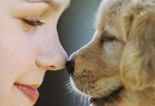 Giải mã thói quen ai yêu chó cũng làm mỗi khi nhìn thấy chó con