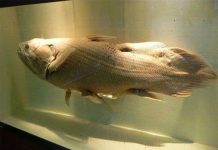 Làm rõ quá trình tiến hóa động vật dưới nước lên cạn