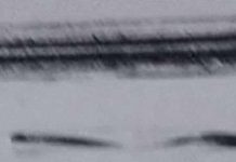 'Quái vật biển' xuất hiện ở Alaska