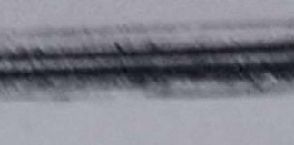 'Quái vật biển' xuất hiện ở Alaska