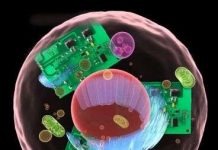 Giả lập tế bào bằng các tranzito Giả lập tế bào bằng các tranzito