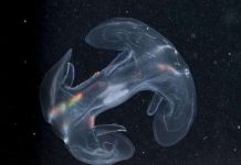 Hàng trăm loài mới phát hiện tại rặng san hô ở Australia (Phần I) Hàng trăm loài mới phát hiện tại rặng san hô ở Australia (Phần I)