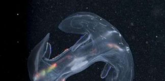 Hàng trăm loài mới phát hiện tại rặng san hô ở Australia (Phần I)