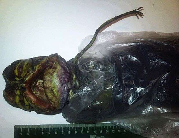 Thực – hư những xác chết người ngoài hành tinh