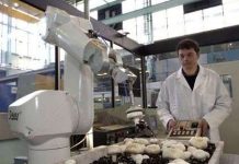 Robot thu hoạch nấm