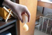 Quả trứng gà hình số 8