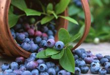 Sử dụng tia plasma khử sạch vi khuẩn trong hoa quả