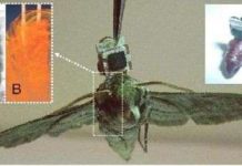 Lầu Năm Góc biến côn trùng thành máy móc