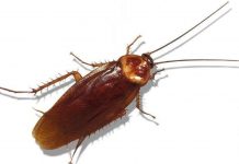 Vì sao gián chết lại nằm ngửa?