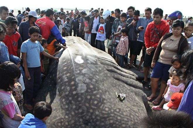 Indonesia: liên tiếp cá mập “lên bờ”