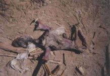 Sự quay trở lại của Quái vật Montau