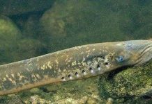 Dùng bẫy tình diệt 'ma cà rồng nước'