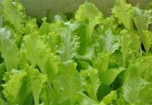 NASA đã đưa vườn trồng rau lên vũ trụ