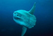 Cộng đồng cá bị lãng quên dưới biển sâu