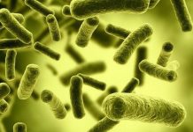 Phát hiện ra một dạng sống hoàn toàn mới Phát hiện ra một dạng sống hoàn toàn mới