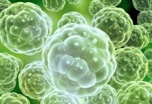 Sự sống có trước khi Trái đất hình thành 5,5 tỷ năm