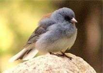 Testosterone khiến chim sẻ sống nhanh, chết sớm Testosterone khiến chim sẻ sống nhanh, chết sớm