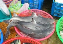 Phát hiện loài cá mập mới ở chợ