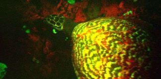 Phát hiện kỳ lạ nhất thế giới: Rùa biển tự phát sáng