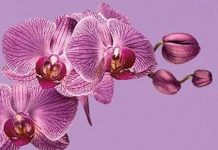 Màu nào sẽ thống trị năm 2014?