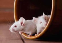 Israel luyện chuột phát hiện bom Israel luyện chuột phát hiện bom