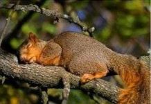 Ngủ nhiều sẽ giúp cơ thể kháng bệnh ký sinh