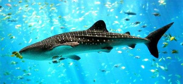 10 loài động vật biển dài nhất