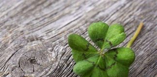 Vô tình nhặt được "bí kíp" lai tạo thành công cỏ 4 lá