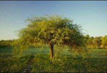 Lưu trữ DNA từ các loài cây trên thế giới Lưu trữ DNA từ các loài cây trên thế giới