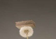 Kim loại nhẹ hơn xốp 100 lần Kim loại nhẹ hơn xốp 100 lần