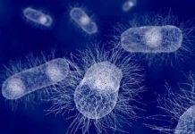 Vải chứa bạc có thể diệt vi khuẩn trong 10 phút