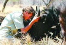 Kỳ lạ cậu bé “hiểu tiếng bò”