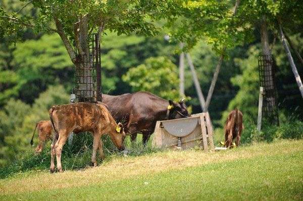 Cận cảnh cuộc sống “ông hoàng bà chúa” của bò Kobe