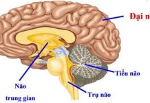 Đông bạn bè nhờ kích thước hạch hạnh nhân lớn